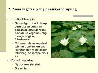 ƒ Kondisi Ekologis:
ƒ Sama dgn zona 1, tetapi
permukaan perairan
biasanya tertutup rapat
oleh daun vegetasi, shg
mengurangi laju
fotosintesis
ƒ Di bawah daun vegetasi
tsb merupakan tempat
istirahat dan meletakkan
telur bagi beberapa biota
air.
ƒ Contoh vegetasi:
ƒ Nymphaea (teratai)
ƒ Brasenia
2.
2. Zona
Zona vegetasi
vegetasi yang
yang daunnya
daunnya terapung
terapung
 