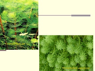 Ceratophillum
Ceratophillum spp
spp
Myriophyllum
Myriophyllum aquaticum
aquaticum
 