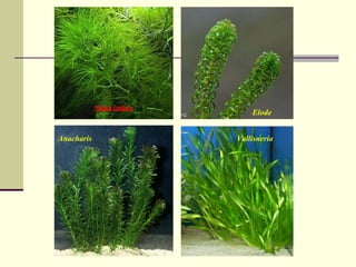 Elode
Anacharis Vallisneria
 