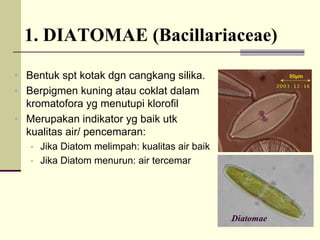 1. DIATOMAE (Bacillariaceae)
ƒ Bentuk spt kotak dgn cangkang silika.
ƒ Berpigmen kuning atau coklat dalam
kromatofora yg menutupi klorofil
ƒ Merupakan indikator yg baik utk
kualitas air/ pencemaran:
ƒ Jika Diatom melimpah: kualitas air baik
ƒ Jika Diatom menurun: air tercemar
Diatomae
 
