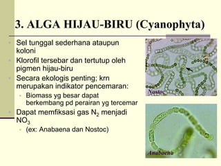 3. ALGA HIJAU-BIRU (Cyanophyta)
ƒ Sel tunggal sederhana ataupun
koloni
ƒ Klorofil tersebar dan tertutup oleh
pigmen hijau-biru
ƒ Secara ekologis penting; krn
merupakan indikator pencemaran:
ƒ Biomass yg besar dapat
berkembang pd perairan yg tercemar
ƒ Dapat memfiksasi gas N2 menjadi
NO3
ƒ (ex: Anabaena dan Nostoc)
Anabaena
Nostoc
 