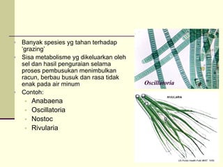 ƒ Banyak spesies yg tahan terhadap
‘grazing’
ƒ Sisa metabolisme yg dikeluarkan oleh
sel dan hasil penguraian selama
proses pembusukan menimbulkan
racun, berbau busuk dan rasa tidak
enak pada air minum
ƒ Contoh:
ƒ Anabaena
ƒ Oscillatoria
ƒ Nostoc
ƒ Rivularia
Oscillatoria
 