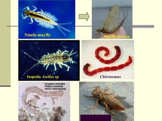 Nimfa mayfly Mayfly dewasa
Isopoda Asellus sp Chironomus
Nimfa Odonata
 