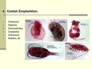 ƒ Cladocera
ƒ Daphnia
ƒ Simocephalus
ƒ Copepoda
ƒ Ostracoda
ƒ Rotifera, dll
4. Contoh Zooplankton:
 