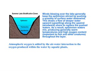 Winds blowing over the lake generally
keep the epilimnion stirred by pushing
a quantity of surface water downwind.
This draws a flow of deeper water
upward (upwelling) along the upwind
(windward) shore to replace the pushed
waters. As a result, epilimnion waters
mix, producing generally warm
temperatures and high oxygen content
(important to fish and other creatures)
throughout the layer.
Atmospheric oxygen is added by the air-water interaction to the
oxygen produced within the water by aquatic plants.
 