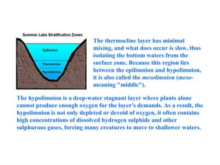 The thermocline layer has minimal
mixing, and what does occur is slow, thus
isolating the bottom waters from the
surface zone. Because this region lies
between the epilimnion and hypolimnion,
it is also called the mesolimnion (meso-
meaning "middle").
The hypolimnion is a deep-water stagnant layer where plants alone
cannot produce enough oxygen for the layer's demands. As a result, the
hypolimnion is not only depleted or devoid of oxygen, it often contains
high concentrations of dissolved hydrogen sulphide and other
sulphurous gases, forcing many creatures to move to shallower waters.
 