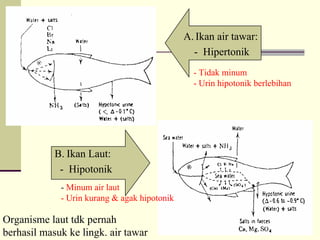 A. Ikan air tawar:
- Hipertonik
B. Ikan Laut:
- Hipotonik
- Tidak minum
- Urin hipotonik berlebihan
- Minum air laut
- Urin kurang & agak hipotonik
Organisme laut tdk pernah
berhasil masuk ke lingk. air tawar
 