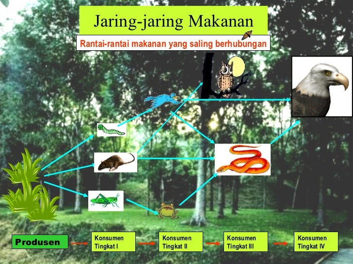 Ekologi2 hub antar makhluk hidup