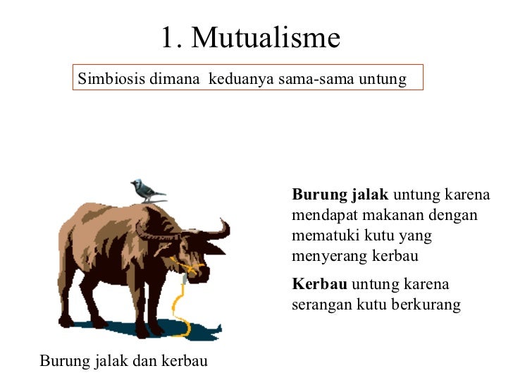 Ekologi2 Hub Antar Makhluk Hidup
