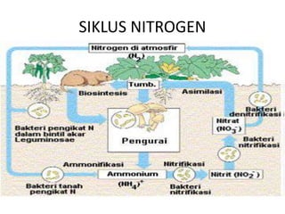 SIKLUS NITROGEN
 