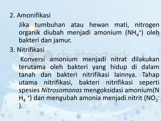 2. Amonifikasi
Jika tumbuhan atau hewan mati, nitrogen
organik diubah menjadi amonium (NH4
+) oleh
bakteri dan jamur.
3. Nitrifikasi
Konversi amonium menjadi nitrat dilakukan
terutama oleh bakteri yang hidup di dalam
tanah dan bakteri nitrifikasi lainnya. Tahap
utama nitrifikasi, bakteri nitrifikasi seperti
spesies Nitrosomonas mengoksidasi amonium(N
H4
+) dan mengubah amonia menjadi nitrit (NO2
-
).
 