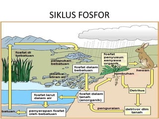 SIKLUS FOSFOR
 