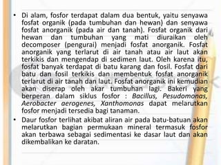 • Di alam, fosfor terdapat dalam dua bentuk, yaitu senyawa
fosfat organik (pada tumbuhan dan hewan) dan senyawa
fosfat anorganik (pada air dan tanah). Fosfat organik dari
hewan dan tumbuhan yang mati diuraikan oleh
decomposer (pengurai) menjadi fosfat anorganik. Fosfat
anorganik yang terlarut di air tanah atau air laut akan
terkikis dan mengendap di sedimen laut. Oleh karena itu,
fosfat banyak terdapat di batu karang dan fosil. Fosfat dari
batu dan fosil terkikis dan membentuk fosfat anorganik
terlarut di air tanah dan laut. Fosfat anorganik ini kemudian
akan diserap oleh akar tumbuhan lagi. Bakeri yang
berperan dalam siklus fosfor : Bacillus, Pesudomonas,
Aerobacter aerogenes, Xanthomonas dapat melarutkan
fosfor menjadi tersedia bagi tanaman.
• Daur fosfor terlihat akibat aliran air pada batu-batuan akan
melarutkan bagian permukaan mineral termasuk fosfor
akan terbawa sebagai sedimentasi ke dasar laut dan akan
dikembalikan ke daratan.
 