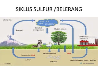SIKLUS SULFUR /BELERANG
 