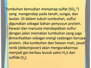 Tumbuhan kemudian menyerap sulfat (SO4
-2)
yang mengendap pada tanah, sungai, dan
lautan. Di dalam tubuh tumbuhan, sulfur
digunakan sebagai bahan penyusun protein.
Hewan dan manusia mendapatkan sulfur
dengan jalan memakan tumbuhan yang juga
dimanfaatkan sebagai energi cadangan berupa
protein. Jika tumbuhan dan hewan mati, jasad
renik (dekomposer) akan menguraikannya
menjadi gas berbau busuk yakni H2S dan
sulfida (S2).
 