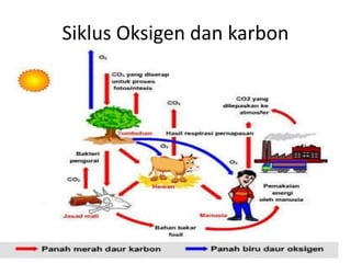 Siklus Oksigen dan karbon
 