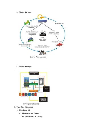 3. Siklus Karbon 
(www. Praweda.com) 
4. Siklus Nitrogen 
 
(www.praweda.com) 
E. Tipe-Tipe Ekosistem 
1. Ekosistem Air 
a. Ekosistem Air Tawar 
1) Ekosistem Air Tenang 
 