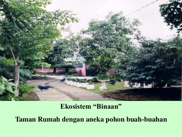 Contoh Gangguan Ekosistem - World Globe Contoh Gangguan Ekosistem - World Globe