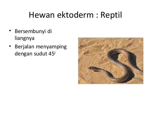 Ekologi hewan Ekologi hewan