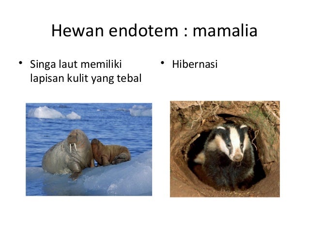 Ekologi hewan