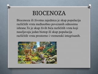 BIOCENOZA
Biocenoza ili životna zajednica je skup populacija
različitih vrsta međusobno povezanih odnosima
ishrane.To je skup živih bića različitih vrsta koji
naseljavaju jedan biotop ili skup populacija
različitih vrsta prostorno i vremenski integrisanih.
 