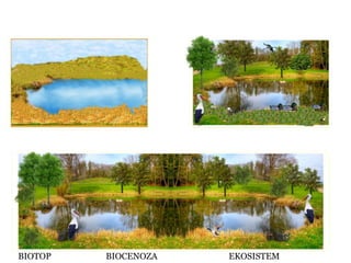 BIOTOP

BIOCENOZA

EKOSISTEM

 