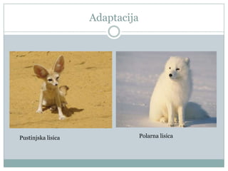 Adaptacija

Pustinjska lisica

Polarna lisica

 
