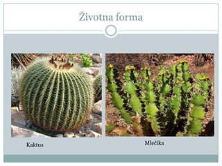 Ţivotna forma

Kaktus

Mlečika

 