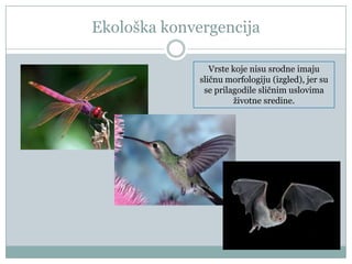 Ekološka konvergencija
Vrste koje nisu srodne imaju
sličnu morfologiju (izgled), jer su
se prilagodile sličnim uslovima
ţivotne sredine.

 