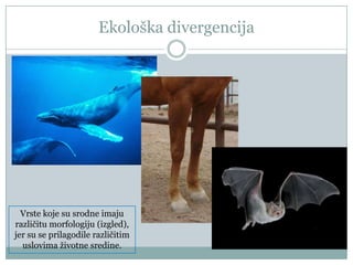 Ekološka divergencija

Vrste koje su srodne imaju
različitu morfologiju (izgled),
jer su se prilagodile različitim
uslovima ţivotne sredine.

 