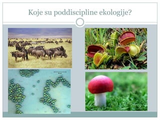 Koje su poddiscipline ekologije?

 