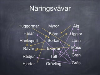 Näringsvävar
Möss
Sorkar
Huggormar
Ugglor
Rävar
Harar
Gräs
Myror
Ekorrar
Grävling
Rådjur
Hjortar
Björn
Älg
Hackspett Lönn
GranTall
 