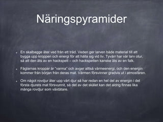 Näringspyramider
En skalbagge äter ved från ett träd. Veden ger larven både material till att
bygga upp kroppen och energi för att hålla sig vid liv. Tyvärr har vår larv otur,
så att den äts av en hackspett – och hackspetten kanske äts av en falk.
Fåglarnas kroppar är ”varma” och avger alltså värmeenergi, och den energin
kommer från början från deras mat. Värmen försvinner gradvis ut i atmosfären.
Om något rovdjur äter upp vårt djur så har redan en hel del av energin i det
första djurets mat försvunnit, så det av det skälet kan det aldrig finnas lika
många rovdjur som växtätare.
 