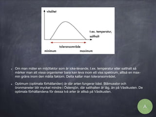 Om man mäter en miljöfaktor som är icke-levande, t.ex. temperatur eller salthalt så
märker man att vissa organismer bara kan leva inom ett viss spektrum, alltså en max-
min gräns inom den mätta faktorn. Detta kallar man toleransområdet.
Optimum (optimala förhållanden) är där arten fungerar bäst. Blåmusslor och
öronmaneter blir mycket mindre i Östersjön, där salthalten är låg, än på Västkusten. De
optimala förhållandena för dessa två arter är alltså på Västkusten.
A
 