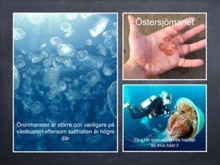 Östersjömanet
Öronmaneter är större och vanligare på
västkusten eftersom salthalten är högre
där Djur blir som störst i de habitat
de trivs bäst i!
 