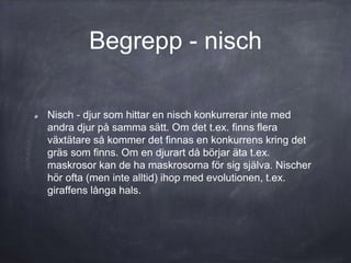 Begrepp - nisch
Nisch - djur som hittar en nisch konkurrerar inte med
andra djur på samma sätt. Om det t.ex. finns flera
växtätare så kommer det finnas en konkurrens kring det
gräs som finns. Om en djurart då börjar äta t.ex.
maskrosor kan de ha maskrosorna för sig själva. Nischer
hör ofta (men inte alltid) ihop med evolutionen, t.ex.
giraffens långa hals.
 