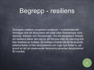 Begrepp - resiliens
Ekologisk resiliens (engelska recilience = motståndskraft) -
förmågan hos ett ekosystem att möta olika förändringar som
stormar, bränder och föroreningar. Om ett ekosystem förlorar
sin resiliens klarar det inte av att förnyas efter en störning och
kan drabbas av kollaps. En kollaps innebär då att de levande
arterna flyttar ut från ekosystemet och inga nya flyttar in, på
grund av att de ickelevande faktorerna påverkar ekosystemet
för mycket.
A
 