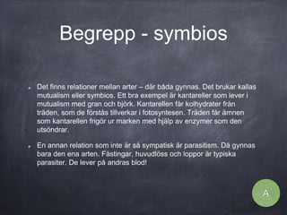 Begrepp - symbios
Det finns relationer mellan arter – där båda gynnas. Det brukar kallas
mutualism eller symbios. Ett bra exempel är kantareller som lever i
mutualism med gran och björk. Kantarellen får kolhydrater från
träden, som de förstås tillverkar i fotosyntesen. Träden får ämnen
som kantarellen frigör ur marken med hjälp av enzymer som den
utsöndrar.
En annan relation som inte är så sympatisk är parasitism. Då gynnas
bara den ena arten. Fästingar, huvudlöss och loppor är typiska
parasiter. De lever på andras blod!
A
 
