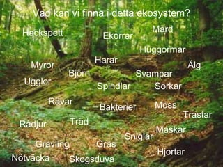 Vad kan vi finna i detta ekosystem?
Maskar
Bakterier Möss
Sorkar
Huggormar
Ugglor
Träd
Rävar
Harar
Gräs
Sniglar
Myror
Spindlar
Svampar
Ekorrar
Grävling
Rådjur
Hjortar
Björn
Älg
MårdHackspett
Skogsduva
Trastar
Nötväcka
 