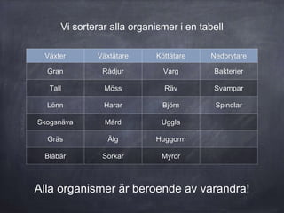 Vi sorterar alla organismer i en tabell
Växter Växtätare Köttätare Nedbrytare
Gran Rådjur Varg Bakterier
Tall Möss Räv Svampar
Lönn Harar Björn Spindlar
Skogsnäva Mård Uggla
Gräs Älg Huggorm
Blåbär Sorkar Myror
Alla organismer är beroende av varandra!
 
