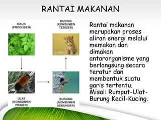 Ulat Rantai Ekologi tumbuhan | PPT