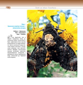 10 Цікаве про тварин Чернігівщини
Вид –
Бражник мертва голова –
Acherontia atropos
Родина — Бражники
Ряд — Лускокрилі
Клас — Комахи
ид рідкісний, але в
Україні поодиноко може зу-
стрічатися скрізь. В кінці XIX ст.
було зафіксовано його масове
розмноження на півдні Київщи-
ни. Зміни чисельності виду зна-
чною мірою пов’язані з погод-
ними умовами. Інші причини:
хімічна обробка пасльонових
культур (особливо картоплі),
викорчовування чагарників і
руйнування місць перебування
виду. Занесений до Червоної
книги України.
В
 