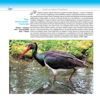 100 Цікаве про тварин Чернігівщини
а Україну лелека чорний прилітає в другій половині березня - у квітні. Повернув-
шись на місця гніздування, птахи займають торішні гнізда або оселяються в покину-
тих гніздах великих хижих птахів. Розміщує чорний лелека свою домівку на високих деревах,
здебільшого старих дубах та соснах, на бічній міцній гілці, але бувають і на центральному
стовбурі. Побудовані гнізда на товстих гілках біля стовбура дерева і на відстані від нього, за-
вжди птахи вибирають місце для гнізда так, щоб до нього можна було зручно підлетіти, воно
було затінене від прямих сонячних променів більшу частину дня, захищене від вітру. Мате-
ріалом для гнізда служать сухі товсті гілки, які складають його основу. З внутрішнього боку
його вистилає сухою травою, мохом, листками, шерстю тварин тощо. Розміри гнізд залежать
від того, скільки років воно існує і добудовується. За даними деяких авторів, лелека чорний
ніколи не утворює зграй. Птахи відлітають на південь з кінця серпня на початку жовтня. Під
час осіннього перельоту птахи летять то поодиноко, то зграйками по 2-6 осіб. Охороняється
Конвенцією з міжнародної торгівлі вимираючими видами дикої фауни і флори (CITES), Бонн-
ською та Бернською конвенціями. Занесено до Червоної книги України (1994, 2009).
Вид –
Лелека чорний –
Ciconia nigra
Родина — Лелекові
Ряд — Лелекоподібні
Клас — Птахи
Н
 