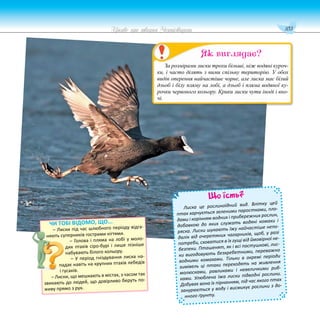 103
Цікаве про тварин Чернігівщини
Що їсть?
Лиска це рослиноїдний вид. Влітку цей
птах харчується зеленими паростками, пло-
дами і корінням водних і прибережних рослин,
добавкою до яких служать водяні комахи і
ряска. Лиски шукають їжу найчастіше непо-
далік від очеретяних чагарників, щоб, у разі
потреби, сховатися в їх гущі від ймовірної не-
безпеки. Пташенят, як і всі пастушкові, лис-
ки вигодовують безхребетними, переважно
водними комахами. Тільки в окремі періоди
зимівель ці птахи переходять на живлення
молюсками, равликами і невеличкими риб-
ками. Улюблена їжа лиски підводні рослини.
Добуває вона їх пірнанням, під час якого птах
занурюється у воду і висмикує рослини з до-
нного ґрунту.
За розмірами лиски трохи більші, ніж водяні куроч-
ки, і часто ділять з ними спільну територію. У обох
видів оперення найчастіше чорне, але лиска має білий
дзьоб і білу пляму на лобі, а дзьоб і пляма водяної ку-
рочки червоного кольору. Крики лиски чути іноді і вно-
чі.
Як виглядає?
ЧИ ТОБІ ВІДОМО, ЩО...
– Лиски під час шлюбного періоду відга-
няють суперників гострими кігтями.
– Голова і пляма на лобі у моло-
дих птахів сіро-бурі і лише пізніше
набувають білого кольору.
– У період гніздування лиска на-
падає навіть на крупних птахів лебедів
і гусаків.
– Лиски, що мешкають в містах, з часом так
звикають до людей, що довірливо беруть по-
живу прямо з рук.
 