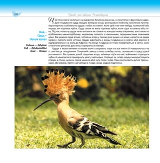 104 Цікаве про тварин Чернігівщини
ей птах охоче селиться на відкритих безлісих рівнинах, в лісостепах і фруктових садах.
Для гніздування одуд нерідко вибирає місця, розташовані поблизу населених пунктів.
Характерною особливістю одуда є чубок на тімені. Коли цей птах чим-небудь наляканий або
нервує, він піднімає чубок. Одуд також на мить піднімає чубок, коли сідає на землю або гіл-
ку. Під час польоту одуда легко впізнати не тільки по контрастному оперенню, але також по
особливому хвилеподібному, нерівному польоту з повільними, переривистими помахами
крил. Від хижаків одуд втікає, злітаючи вгору у такому разі хижак не може напасти на одуда
зверху і схопити його кігтями. Одуди відлітають з місць гніздування в серпні або вересні й
відправляються на зиму до Африки. На місця гніздування птахи повертаються в квітні, коли
в північних регіонах достатньо прогріється повітря.
Одуди є моногамними птахами вони створюють пари на все життя й повертаються на
ті самі місця гніздування. Токуючий самець співає шлюбну пісню, сховавшись серед рідкої
рослинності. Він тримає дзьоб піднятим вгору, наїжачує пір’я на шиї, войовничо підводить
чубок й намагається привернути увагу партнерки. Нерідко як гніздо одуди використовують
отвори в стінах, щілини серед каменів або купу гілок. Іноді птахи вистилають дупло травин-
ками або мохом, проте найчастіше в гнізді немає жодної підстилки.
Вид –
Одуд –
Upupa epops
Родина — Одудові
Ряд — Одудоподібні
Клас — Птахи
Ц
 