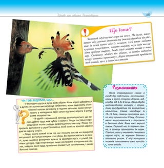 105
Цікаве про тварин Чернігівщини
Розмноження
Після спаровування самка в
гнізді без підстилки, розташова-
ному в дуплі старого дерева, від-
кладає від 5 до 8 яєць. Яйця одудів
матово-білого кольору з сірува-
тим, голубуватим та вохристим
нальотом. Самка насиджує їх
15–16 днів, самець протягом цьо-
го часу приносить їй їжу. Пташе-
нята вилуплюються з перервою
в декілька днів. Вони вже вкриті
пухом. Перший час їх зігріває сам-
ка, а самець приносить їм корм.
Пізніше, коли у малюків з’явиться
перше пір’я, за кормом батьки
літають разом. У віці чотирьох
тижнів пташенята вже покида-
ють гніздо.
Зазвичай одуд шукає корм на землі. На лугах, пасо-
вищах або газонах тонким та довгим дзьобом він діс-
тає із землі комах або їх личинок. Цей птах любить
крупних капустянок, ловить павуків, черв’яків та на-
віть дрібних ящірок. Іноді одуд ловить комах у пові-
трі. Спійману здобич він убиває, а потім підкидає
вгору, ловить і проковтує. Корм пташенят приблизно
той самий, що і у дорослих птахів.
Що їсть?
ЧИ ТОБІ ВІДОМО, ЩО...
– У молодих одудів є дуже дієва зброя. Коли ворог забереться
в дупло і пташенятам загрожує небезпека, вони виділяють з коп-
чикової залози речовину з гидким запахом, якою вистрі-
люють у нападника. Цей запах відганяє ворога й рятує
життя пташенятам.
– В одній старовинній легенді розповідається, що ко-
лись давно одуд мав чубок із золота. Люди постійно пере-
слідували птахів заради дорогоцінного металу. Птахи по-
просили допомоги у царя Соломона, який замість золотої корони
дав їм окрасу з пір’я.
– Одуд, якого хижий птах під час польоту застав на відкритій
місцевості, рятується хитрим способом. Він притискається до зем-
лі, дуже широко розкриває крила та хвостове пір’я, а дзьоб під-
німає догори. Тоді згори видно лише контрастні візерунки на кри-
лах, завдяки яким одуд практично зливається з оточенням, і хижак
його не помічає.
 
