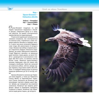 106 Цікаве про тварин Чернігівщини
Вид –
Орлан-білохвіст –
Haliaeetus albicilla
Родина — Яструбові
Ряд — Соколоподібні
Клас — Птахи
рлан-білохвіст гнiздиться по всiй
Українi трапляється переважно в басей-
ні Днiпра, Сiверського Дiнця та в захід-
них областях. На зимiвлi спостерiгається
уздовж Днiпра (на водосховищах).
Птахи осілої української популяції після
зимового кочування, яке спостерігається
не кожного року, з’являються у своїх гніз-
дових районах звичайно в середині люто-
го. З цього часу вони починають будувати
нове гніздо або ремонтувати й лагодити
старе. Умовою при виборі гніздової ділян-
ки є відсутність людини і близькість водо-
ймища, що може забезпечити живлення.
Гніздо будується звичайно на вершинах
дуже високих старих дерев, на висоті 26–
З0 м і розміщується в розгалуженні стов-
бура або біля нього, на великих товстих
бічних гілках. Живиться орлан-білохвіст
різними тваринами, яких він ловить або
знаходить загиблими. Проте він схильний
до живлення рибою, якій він завжди від-
дає перевагу, якщо може знайти або впій-
мати. У гніздовий період полює на ділянці
радіусом приблизно до 10–15 км від гніз-
да.
Орлана-білохвоста занесено до Черво-
ної книги України, а також до Червоного
Списку МСОП та Європейського Черво-
ного Списку. Включено до Конвенції про
міжнародну торгівлю видами дикої фау-
ни і флори, що знаходяться під загрозою
зникнення, Конвенції про охорону дикої
флори і фауни та природних середовищ
існування в Європі, Конвенції про збере-
ження видів диких тварин, що мігрують.
О
 