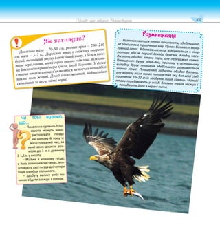 107
Цікаве про тварин Чернігівщини
Розмноження
Розмножуватися птахи починають, здебільшого,
не раніше як з трирічного віку. Орлан-білохвіст моно-
гамний птах. Відкладання яєць відбувається з кінця
лютого або ж першої декади березня. Кладку наси-
джують обидва птахи пари, але переважно самка.
Пташенят буває одне-два, причому в останньому
випадку друге пташеня здебільшого розвивається
значно гірше. Пташенят годують обидва батьки,
але відразу після появи потомства їжу для всієї сім’ї
протягом 10–12 днів здобуває лише самець. Молоді
птахи перебувають у гнізді близько трьох місяців і
покидають його в червні-липні.
Довжина тіла – 70–90 см, розмах крил – 200–240
см, вага – 3–7 кг. Дорослий птах у свіжому оперенні
бурий, темніший зверху і світліший знизу, з білим хвос-
том; верх голови, шия і горло значно світліші, ніж спи-
на й верхні покривні пера крила, іноді білуваті. У дуже
старих птахів зрідка з’являються на плечах великі білі
плями, ноги жовті. Дзьоб блідо-жовтий, найчастіше
світліший за ноги, кігті чорні.
Як виглядає?
ЧИ ТОБІ ВІДОМО,
ЩО...
– Покоління орланів-біло-
хвостів можуть вико-
ристовувати гніздо
на одному й тому ж
місці тривалий час, за
який воно досягає роз-
мірів до 3 м в довжину
й 1,5 м у висоту.
– Майже в кожному гнізді,
в його зовнішніх частинах, вла-
штовують свої гнізда дві чотири
пари горобця польового.
– Здобуту велику рибу по-
чинає з’їдати завжди з голови.
 