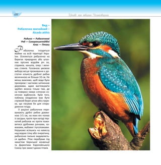 108 Цікаве про тварин Чернігівщини
Вид –
Рибалочка звичайний –
Alcedo atthis
Родина — Рибалочкові
Ряд — Сиворакшеподібні
Клас — Птахи
ибалочка гніздиться
майже на всій території Укра-
їни. Оселяється рибалочка на
берегах природних або штуч-
них прісних водойм річ ок,
струмків, каналів, озер і вели-
ких ставків. Головною умовою
вибору місця проживання є до-
статня кількість дрібної рибки
величиною не більше 10 см. Не
менш важливо, щоб вода була
прозорою і частково затіненою
деревами, адже вистежувати
здобич можна тільки там, де
на поверхні немає сліпучих со-
нячних відблисків. Крім того,
поблизу неодмінно має бути
стрімкий берег річки або струм-
ка, що пасував би для спору-
дження гнізда.
У раціоні рибалочки пере-
важають дрібні рибки довжи-
ною 3-5 см, на яких він полює
із засідки, проте при нагоді пер-
натий риболов не проти пожи-
витися дрібними рачками, ко-
махами, жабами і пуголовками.
Нерухомо всівшись на навислу
над водою гілку або очеретину,
рибалочка пильно видивляєть-
ся здобич. Птах перебуває під
захистом Бернської конвенції
та Директиви Європейського
Союзу про захист диких птахів.
Р
 
