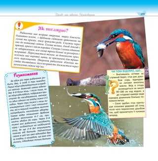109
Цікаве про тварин Чернігівщини
Розмноження
За один рік пара рибалочок ро-
бить два, а іноді й три виводки.
Перші яйця відкладаються в серед-
ині квітня. Зазвичай самка відкла-
дає 4–8 білих яєць, і після того, як
всі яйця відкладено, подружжя при-
ступає до насиджування, змінюю-
чи один одного на кладці кожні 2-5
годин. Через три тижні з яєць ви-
кльовуються сліпі і голі пташеня-
та, які в перший тиждень життя
потребують постійного обігріву.
Самка годує пташенят дрібною
рибкою величиною 4–7 см, при-
носячи здобич до нори. Через 3–4
тижні юні рибалочки покидають
нірку і всідаються на найближчій
гілці, де ще 2–4 дні отримують
поживу від батьків. Найчастіше
самка в цей час вже відкладає дру-
гу кладку, а нащадків, що вже опе-
рились, підгодовує тільки батько.
Рибалочка має яскраве оперення, зверху блискуче,
блакитно-зелене, з дрібними світлими цяточками на
голові та крилах, знизу іржасто-руде. Смужка через
око до потилиці світла. Голова велика, дзьоб довгий і
прямий, крила і хвіст короткі. Самець і самка однакові
за забарвленням, але самці трохи більші за розміром і
яскравіші. Пересувається тільки за допомогою крил,
оскільки має короткі лапки, не призначені для трива-
лого переміщення. Оперення рибалочки зблизька ви-
глядає тьмянішим; його яскравість досягається через
заломлення світла пір’ям.
Як виглядає?
ЧИ ТОБІ ВІДОМО, ЩО...
– Вчепившись кігтями за
стрімкий берег, птах риє дзьо-
бом нору, відкидаю-
чи лапами викопану
землю. Вхід в гніздо
розміщується на висоті
90–180 см над водою, а
до гніздової камери веде
коридор довжиною близько по-
ловини метра.
– Свою здобич птах приглу-
шує кількома ударами об гілку,
після чого перехоплює дзьобом
так, щоб проковтнути її головою
вперед.
 